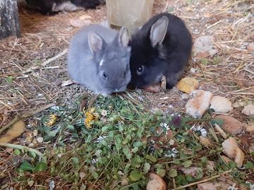 Coniglietti nani adulti o cuccioli