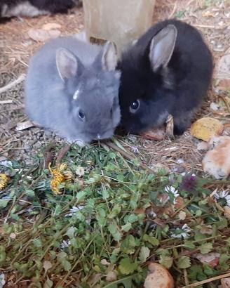 Coniglietti nani adulti o cuccioli