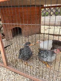 Pulcinotti taglia grande