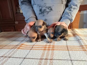 Due cuccioli vi aspettano