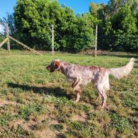 Setter inglese da caccia