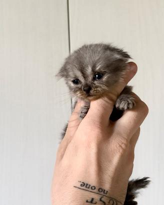 British femmine cucciole