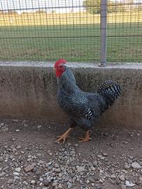 gallo amrock 