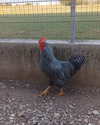 gallo amrock 