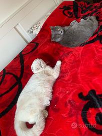 Gattini Scottish Fold x British Shorthair
