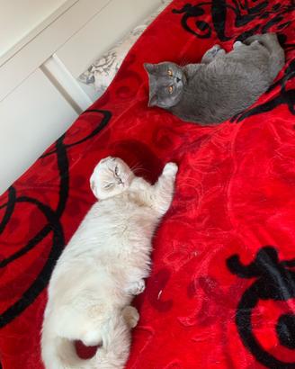 Gattini Scottish Fold x British Shorthair
