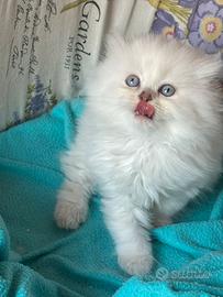 Gattina Scottish Fold