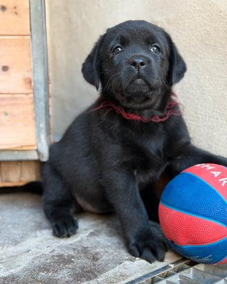Cuccioli di labrador Retriever