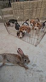 Beagle