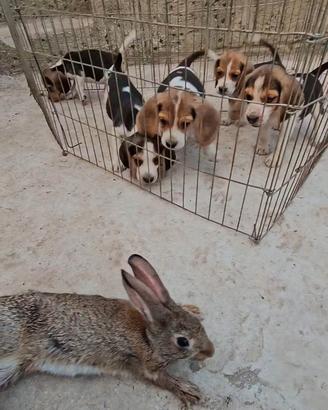 Beagle