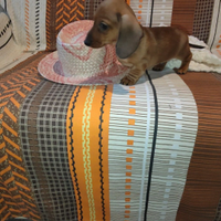 Bassotto nano/kaninken