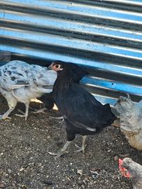 Una gallinella e 2 galli