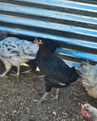 Una gallinella e 2 galli