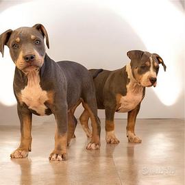 Cuccioli American Pitbull tee tricolore