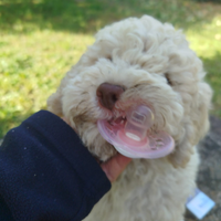 Lagotto romagnolo