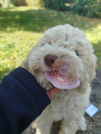 Lagotto romagnolo