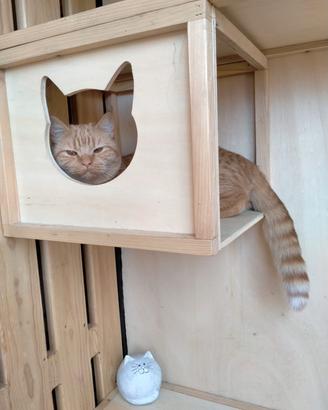 gatti Kat Village 