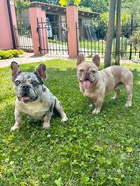 Cuccioli bulldog francese