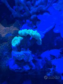 FRAG CORALLO ACQUARIO LPS, SPS e MOLLI