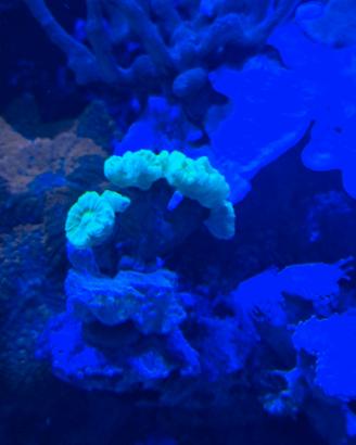 FRAG CORALLO ACQUARIO LPS, SPS e MOLLI