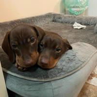 Cuccioli di Bassotto