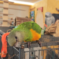 Pappagallo del Senegal allevato a mano dolce
