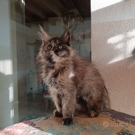 Cuccioli di Maine Coon