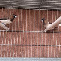 Passere del giappone