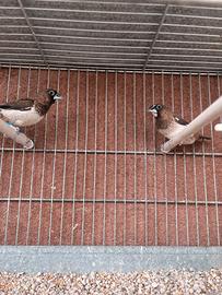 Passere del giappone