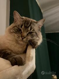 Ragdoll maschio giovane con pedigree
