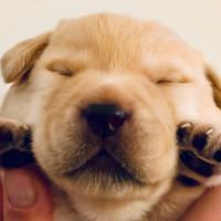 Cuccioli di Labrador retriver miele