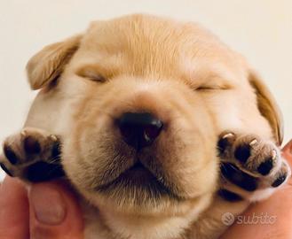 Cuccioli di Labrador retriver miele