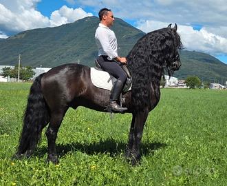 Stallone Frisone STER
