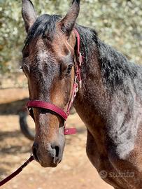 Cavallo Castrone Frisone x Andaluso