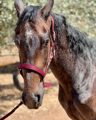 Cavallo Castrone Frisone x Andaluso