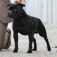 Stallone Staffordshire Bull Terrier
