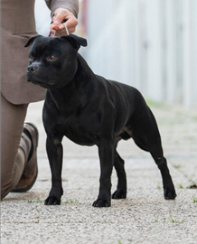 Stallone Staffordshire Bull Terrier