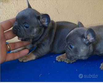 Cuccioli di bulldog francese