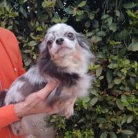 Cane razza chihuahua