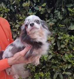 Cane razza chihuahua