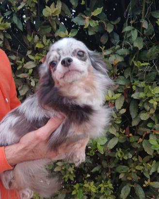 Cane razza chihuahua