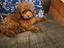 Immagine 4