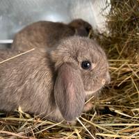 Conigli ariete MINILOP Fata Perlata