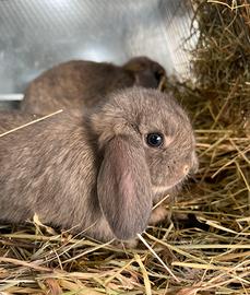 Conigli ariete MINILOP Fata Perlata