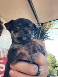 Chihuahua