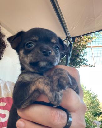 Chihuahua