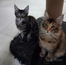 Cuccioli di Maine Coon con pedigree
