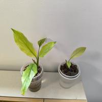 Spathiphyllum Diamond Tricolor
