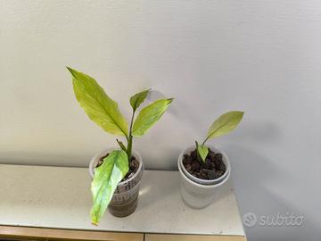 Spathiphyllum Diamond Tricolor