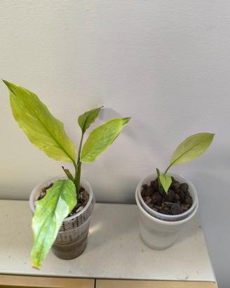 Spathiphyllum Diamond Tricolor